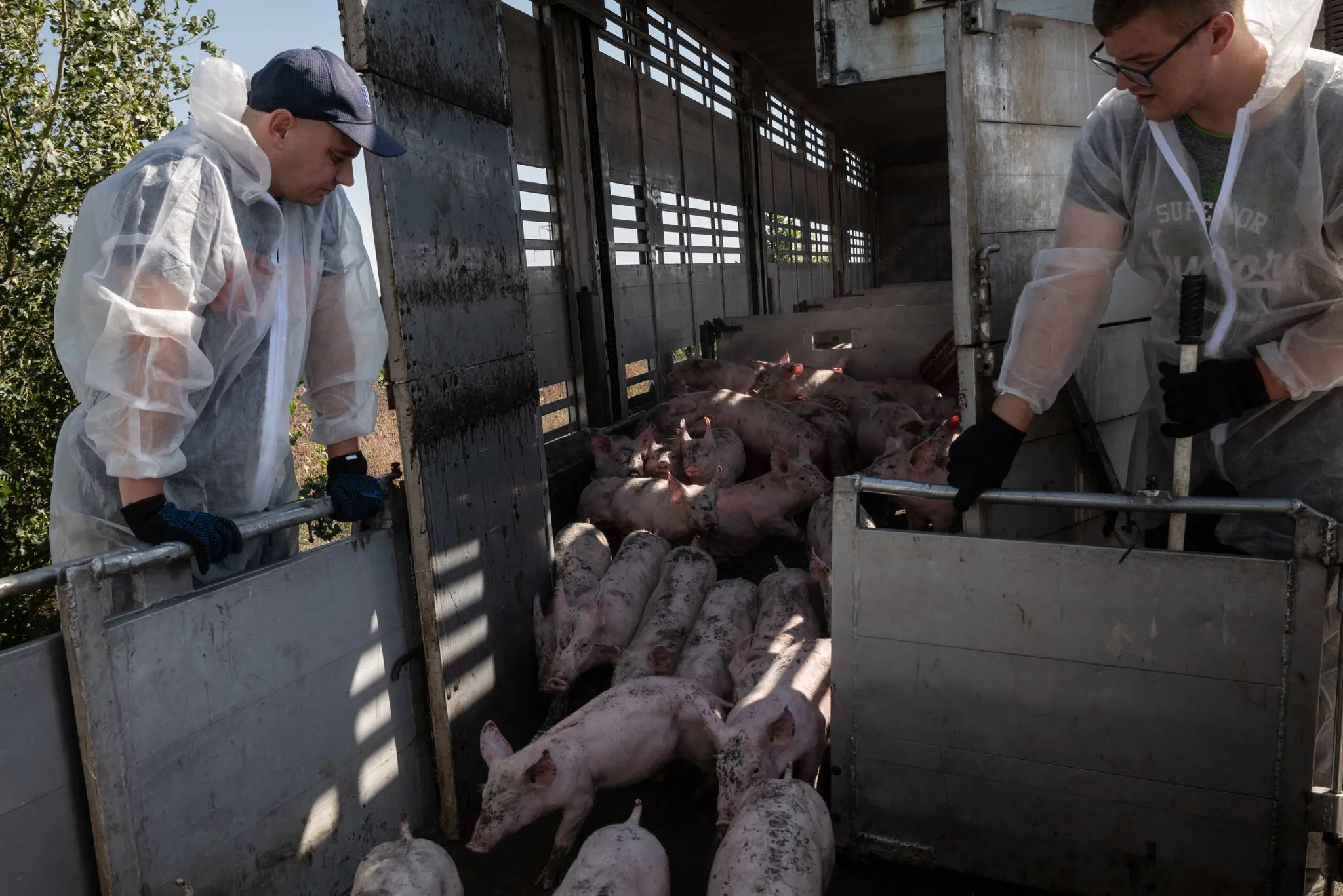 Працівники найбільшої товарної свиноферми Донецької області розвантажують свиней, евакуйованих із прифронтової ферми.